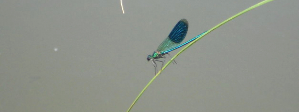 Caloptéryx éclatant (Calopteryx splendens) mâle © Marine Cornet / Corif-LPO IDF